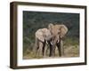 African Elephant (Loxodonta Africana) Bulls Sparring-James Hager-Framed Premium Photographic Print