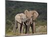 African Elephant (Loxodonta Africana) Bulls Sparring-James Hager-Mounted Premium Photographic Print