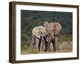 African Elephant (Loxodonta Africana) Bulls Sparring-James Hager-Framed Photographic Print