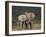 African Elephant (Loxodonta Africana) Bulls Sparring-James Hager-Framed Photographic Print