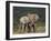 African Elephant (Loxodonta Africana) Bulls Sparring-James Hager-Framed Photographic Print