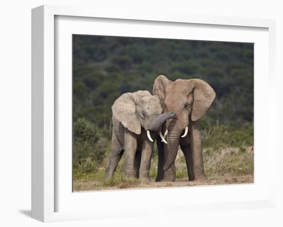 African Elephant (Loxodonta Africana) Bulls Sparring-James Hager-Framed Photographic Print