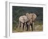 African Elephant (Loxodonta Africana) Bulls Sparring-James Hager-Framed Photographic Print