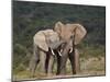 African Elephant (Loxodonta Africana) Bulls Sparring-James Hager-Mounted Photographic Print