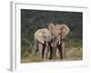 African Elephant (Loxodonta Africana) Bulls Sparring-James Hager-Framed Photographic Print