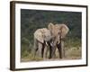 African Elephant (Loxodonta Africana) Bulls Sparring-James Hager-Framed Photographic Print