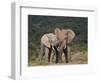 African Elephant (Loxodonta Africana) Bulls Sparring-James Hager-Framed Photographic Print