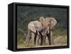 African Elephant (Loxodonta Africana) Bulls Sparring-James Hager-Framed Stretched Canvas