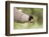 African Elephant (Loxodonta africana) calf, close-up of trunk, Kwando, Linyanti-Shem Compion-Framed Photographic Print