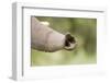 African Elephant (Loxodonta africana) calf, close-up of trunk, Kwando, Linyanti-Shem Compion-Framed Photographic Print