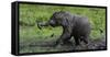 African Elephant (Loxodonta Africana) Calf Covered in Mud-Cheryl-Samantha Owen-Framed Stretched Canvas