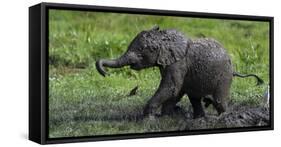 African Elephant (Loxodonta Africana) Calf Covered in Mud-Cheryl-Samantha Owen-Framed Stretched Canvas