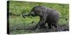 African Elephant (Loxodonta Africana) Calf Covered in Mud-Cheryl-Samantha Owen-Stretched Canvas