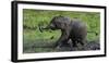 African Elephant (Loxodonta Africana) Calf Covered in Mud-Cheryl-Samantha Owen-Framed Photographic Print