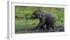 African Elephant (Loxodonta Africana) Calf Covered in Mud-Cheryl-Samantha Owen-Framed Photographic Print