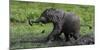 African Elephant (Loxodonta Africana) Calf Covered in Mud-Cheryl-Samantha Owen-Mounted Photographic Print