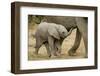 African Elephant (Loxodonta africana) calf, walking beside mother, Mashatu Game Reserve, Tuli Block-Shem Compion-Framed Photographic Print