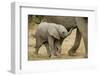 African Elephant (Loxodonta africana) calf, walking beside mother, Mashatu Game Reserve, Tuli Block-Shem Compion-Framed Photographic Print