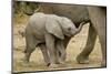 African Elephant (Loxodonta africana) calf, walking beside mother, Mashatu Game Reserve, Tuli Block-Shem Compion-Mounted Photographic Print