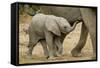 African Elephant (Loxodonta africana) calf, walking beside mother, Mashatu Game Reserve, Tuli Block-Shem Compion-Framed Stretched Canvas