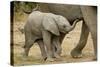 African Elephant (Loxodonta africana) calf, walking beside mother, Mashatu Game Reserve, Tuli Block-Shem Compion-Stretched Canvas