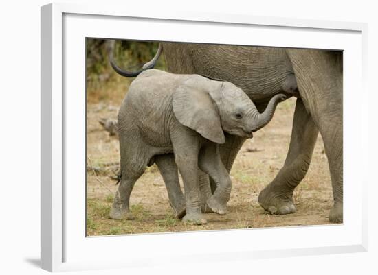 African Elephant (Loxodonta africana) calf, walking beside mother, Mashatu Game Reserve, Tuli Block-Shem Compion-Framed Photographic Print