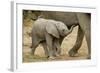 African Elephant (Loxodonta africana) calf, walking beside mother, Mashatu Game Reserve, Tuli Block-Shem Compion-Framed Photographic Print