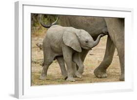 African Elephant (Loxodonta africana) calf, walking beside mother, Mashatu Game Reserve, Tuli Block-Shem Compion-Framed Photographic Print