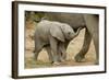 African Elephant (Loxodonta africana) calf, walking beside mother, Mashatu Game Reserve, Tuli Block-Shem Compion-Framed Photographic Print