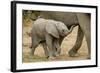 African Elephant (Loxodonta africana) calf, walking beside mother, Mashatu Game Reserve, Tuli Block-Shem Compion-Framed Photographic Print