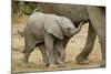 African Elephant (Loxodonta africana) calf, walking beside mother, Mashatu Game Reserve, Tuli Block-Shem Compion-Mounted Photographic Print