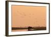 African Elephant (Loxodonta Africana), Chobe National Park, Botswana, Africa-Sergio Pitamitz-Framed Photographic Print