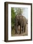 African Elephant (Loxodonta Africana), Chobe National Park, Botswana, Africa-Sergio Pitamitz-Framed Photographic Print
