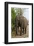 African Elephant (Loxodonta Africana), Chobe National Park, Botswana, Africa-Sergio Pitamitz-Framed Photographic Print