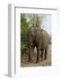African Elephant (Loxodonta Africana), Chobe National Park, Botswana, Africa-Sergio Pitamitz-Framed Photographic Print