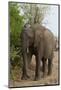 African Elephant (Loxodonta Africana), Chobe National Park, Botswana, Africa-Sergio Pitamitz-Mounted Photographic Print