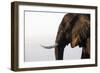 African elephant (Loxodonta africana), Chobe National Park, Botswana, Africa-Ann and Steve Toon-Framed Photographic Print