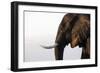 African elephant (Loxodonta africana), Chobe National Park, Botswana, Africa-Ann and Steve Toon-Framed Photographic Print