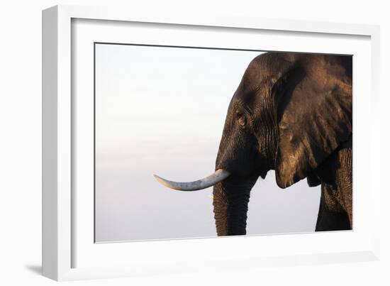 African elephant (Loxodonta africana), Chobe National Park, Botswana, Africa-Ann and Steve Toon-Framed Photographic Print