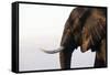 African elephant (Loxodonta africana), Chobe National Park, Botswana, Africa-Ann and Steve Toon-Framed Stretched Canvas