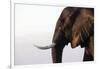 African elephant (Loxodonta africana), Chobe National Park, Botswana, Africa-Ann and Steve Toon-Framed Photographic Print