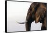 African elephant (Loxodonta africana), Chobe National Park, Botswana, Africa-Ann and Steve Toon-Framed Stretched Canvas