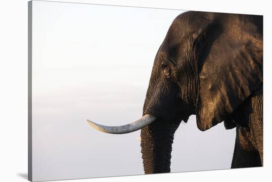 African elephant (Loxodonta africana), Chobe National Park, Botswana, Africa-Ann and Steve Toon-Stretched Canvas