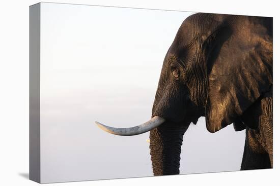 African elephant (Loxodonta africana), Chobe National Park, Botswana, Africa-Ann and Steve Toon-Stretched Canvas