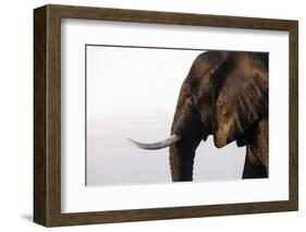 African elephant (Loxodonta africana), Chobe National Park, Botswana, Africa-Ann and Steve Toon-Framed Photographic Print