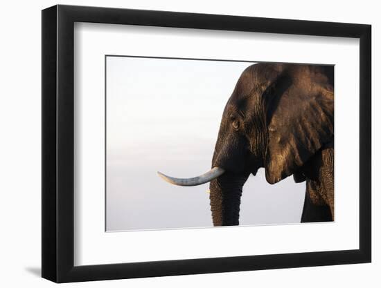 African elephant (Loxodonta africana), Chobe National Park, Botswana, Africa-Ann and Steve Toon-Framed Photographic Print