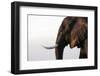 African elephant (Loxodonta africana), Chobe National Park, Botswana, Africa-Ann and Steve Toon-Framed Photographic Print