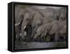 African Elephant, Loxodonta Africana, Chobe National Park, Chobe River, Botswana, Africa-Thorsten Milse-Framed Stretched Canvas