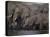 African Elephant, Loxodonta Africana, Chobe National Park, Chobe River, Botswana, Africa-Thorsten Milse-Stretched Canvas