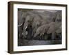 African Elephant, Loxodonta Africana, Chobe National Park, Chobe River, Botswana, Africa-Thorsten Milse-Framed Photographic Print